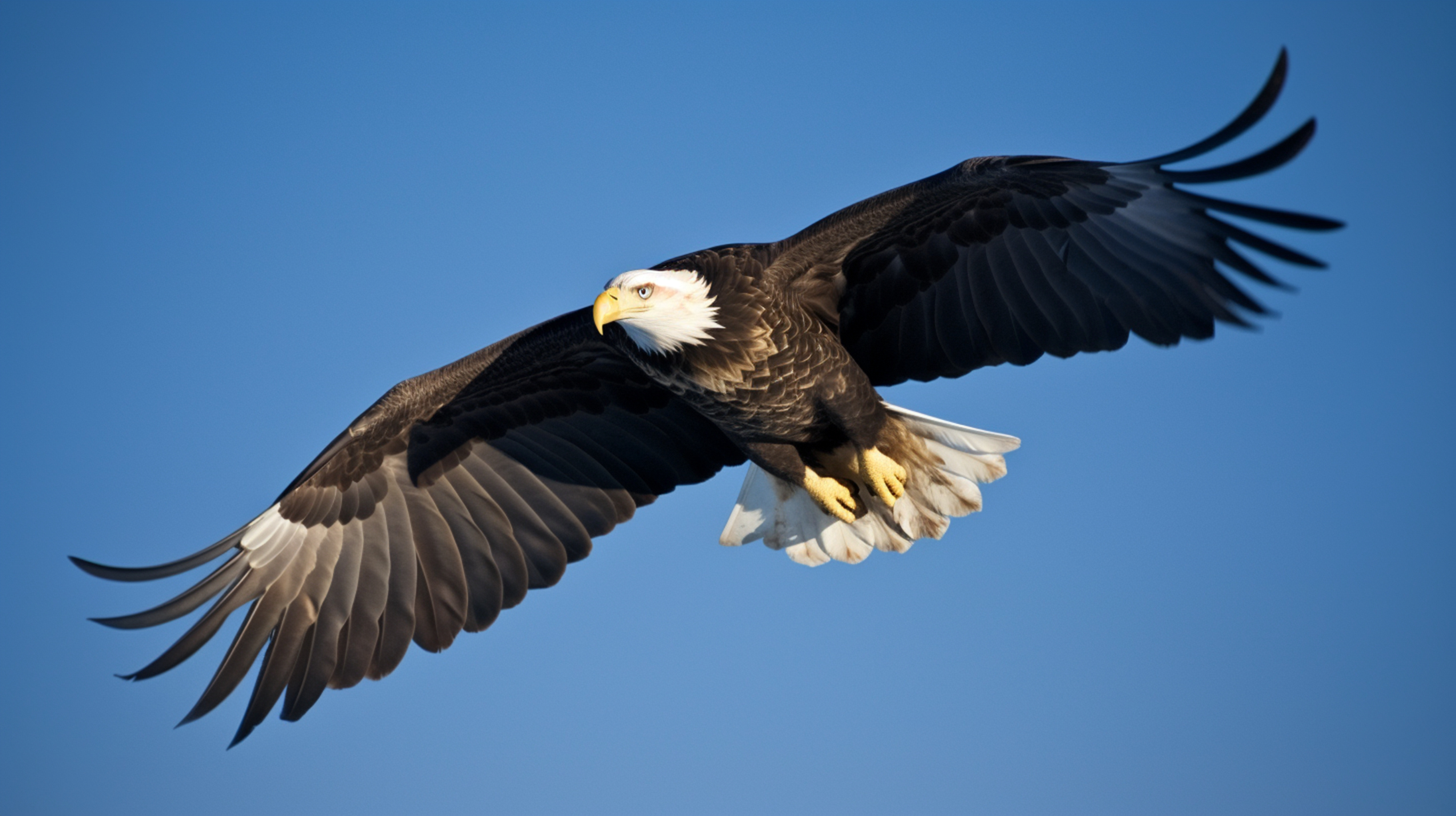 Bald Eagle in Flight